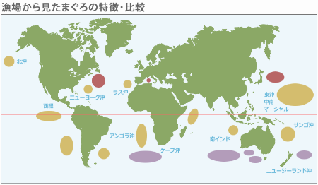 漁場から見たまぐろの特徴・比較