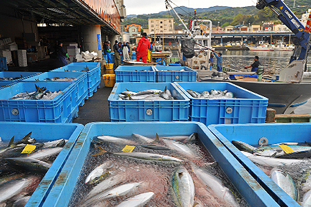 三崎まぐろ・地魚卸
