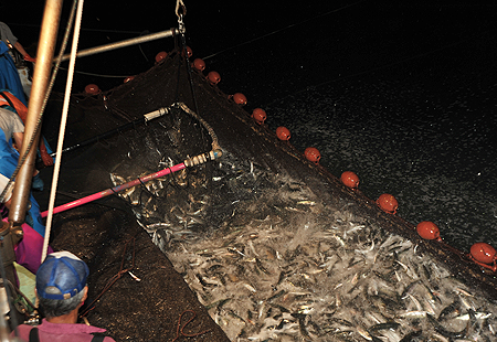 三崎まぐろ・地魚卸
